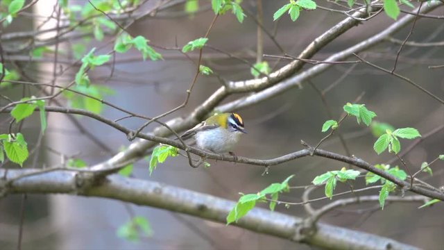 Sommergoldh&auml;hnchen (Regulus ignicapilla)