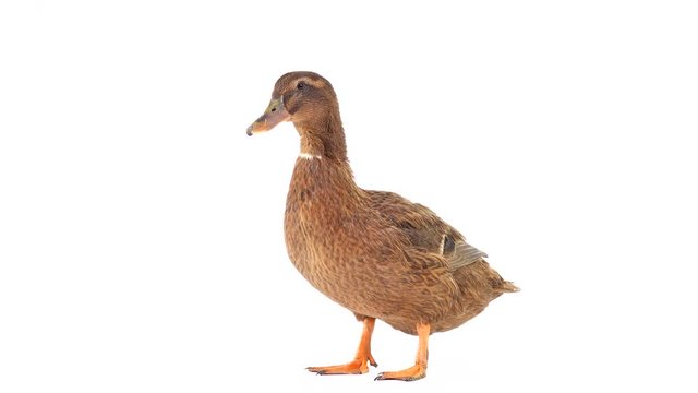 male brown duck isolated on white screen