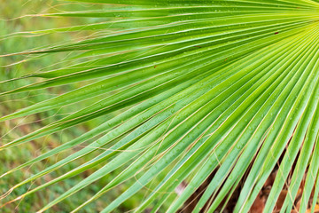 Fototapeta premium Palm trees in the park. Subtropical climate