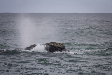 Obraz premium Back of a Southern Right Whale swimming near Hermanus, Western Cape. South Africa.