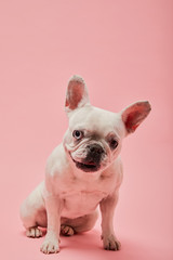 french bulldog with dark nouse and mouth on pink background