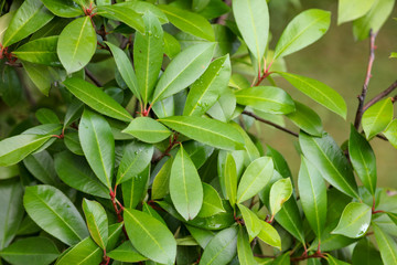 Leaves on a tree in a subtropical climate
