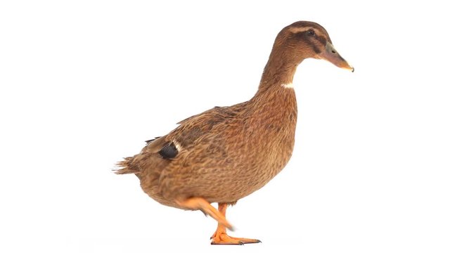 male brown duck isolated on white screen