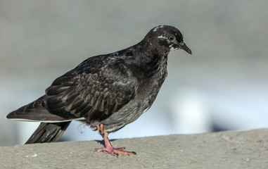 Portrait of a pigeon in the city