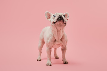 french bulldog with dark nose head up on pink background