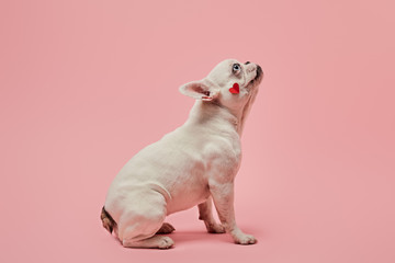 Obraz premium French bulldog with red heart on muzzle on pink background