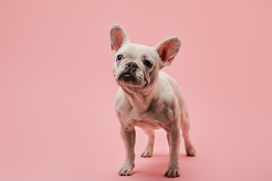 white french bulldog with black nose on pink background