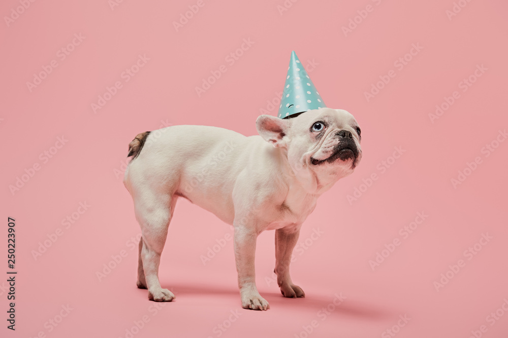 Sticker French bulldog with dark nose with dark nose in blue birthday cap on pink background