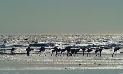 Fototapeta na wymiar Flamingos feeding at low tide,Peninsula Valdes,Patagonia, Argentina