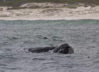 Back of a Southern Right Whale swimming near Hermanus, Western Cape. South Africa.