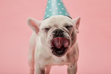 French bulldog in blue birthday cap with closed eyes on pink background