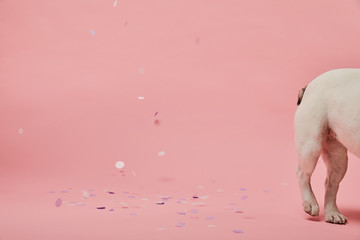 cropped view of white dog on pink background with confetti