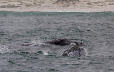 Back of a Southern Right Whale swimming near Hermanus, Western Cape. South Africa.