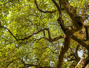 Green leaves on a tree in a summer park