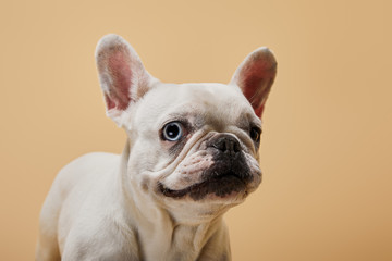 white french bulldog with black nose on beige background