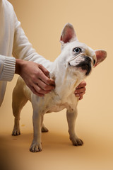 cropped view of woman touching french bulldog on beige background