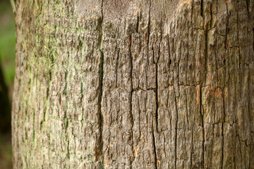 Palm tree trunk as background