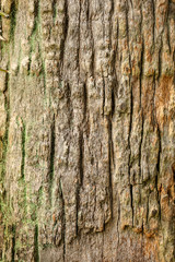 Palm tree trunk as background