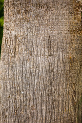 Obraz premium Palm tree trunk as background