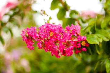 Beautiful pink flowers on a tree in the park