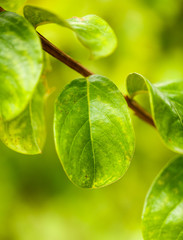 Green leaves on a citrus tree