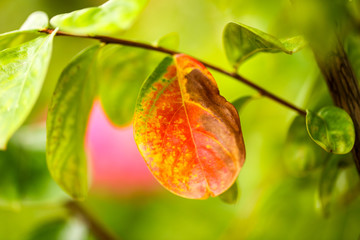 Red leaf leaves on a plant in the park