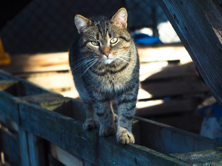 Сat with green eyes