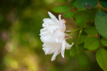 white flower side