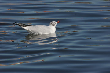 Seagull swims, attentively watching surroundings, on reflecting blue water.