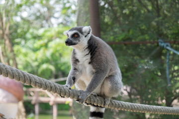 Lemur