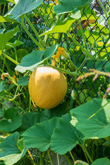 Yellow pumpkin, in the home garden, organic and healthy