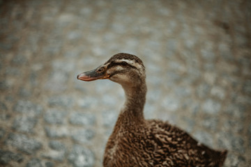 Flock of Ducks