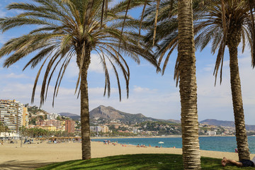 palm trees on the beach