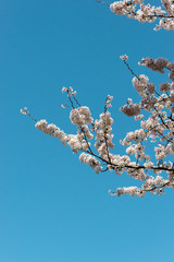 full blooming of cherry blossom in Japan