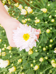 A beautiful white Chrysanthemum flower in a hand with garden view background