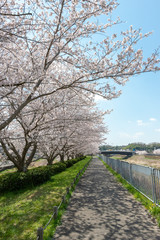 Fototapeta na wymiar full blooming of cherry blossom in Japan