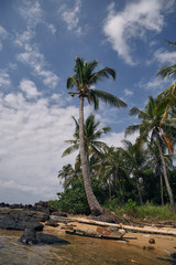 Palm trees by the sea and blue sky with clouds