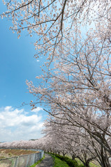 Fototapeta na wymiar full blooming of cherry blossom in Japan