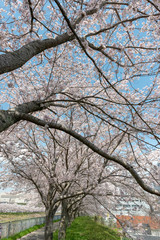 full blooming of cherry blossom in Japan