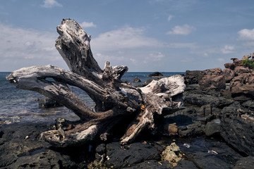 driftwood on the beach