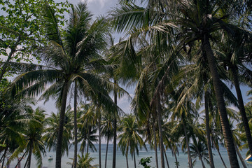 Fototapeta premium palm trees on beach