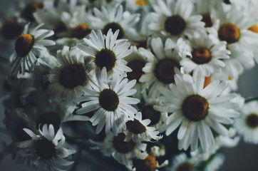 Daisy closeup in dark tones, vintage style