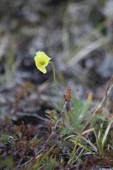 Arctic Poppy