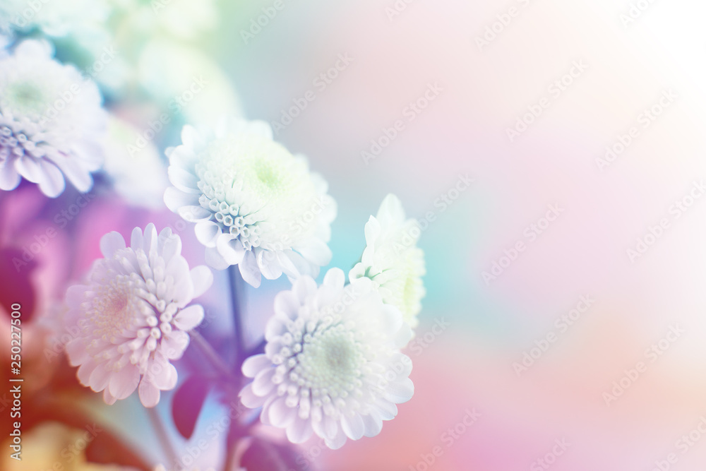 Poster background of flowers with color filter. macro. a bouquet of chrysanthemums in the soft light in spr