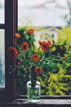 Still life with red chrysanthemum in glass bottle on old wooden windowsill