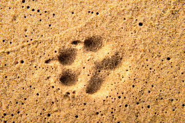 track on a beach, dog