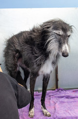 Canine hairdresser dries the wet hair of a greyhound with a powerful dryer