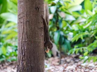 Feeding plantain Squirrel