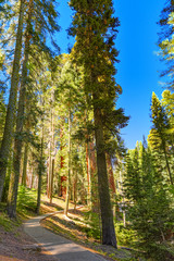 Forest of ancient sequoias in Yosemeti National Park.