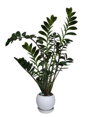 Zamioculcas, interior plant isolated on white background